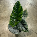 4" Alocasia Quilted Dreams